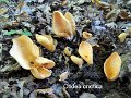 Otidea onotica-amf1368-1